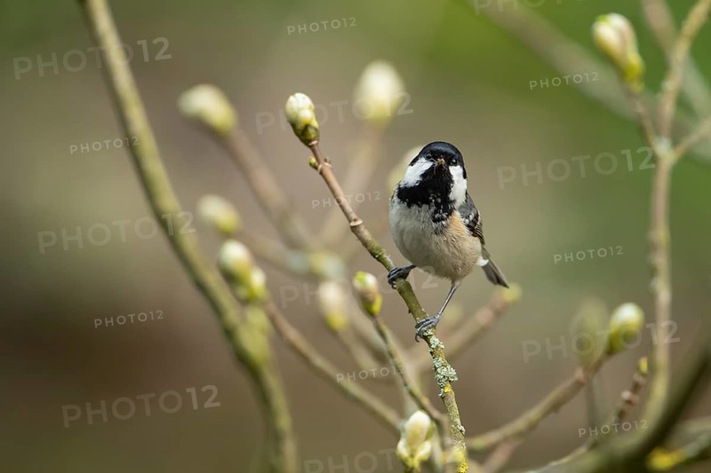 Coal tit (Periparus ater) adult garden bird carrying insects in its beak in a tree in spring, Derbyshire, England, United Kingdom