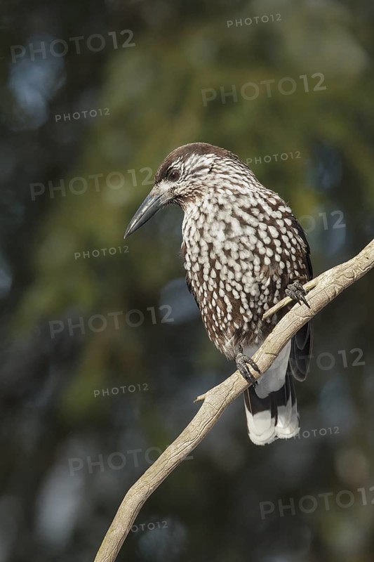 Spotted Nutcracker (Nucifraga caryocatactes), St. Gallen, Switzerland