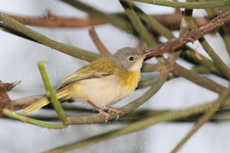 Yellow-breasted Apalis (Apalis flavida) female, Lake Naivasha, Kenya