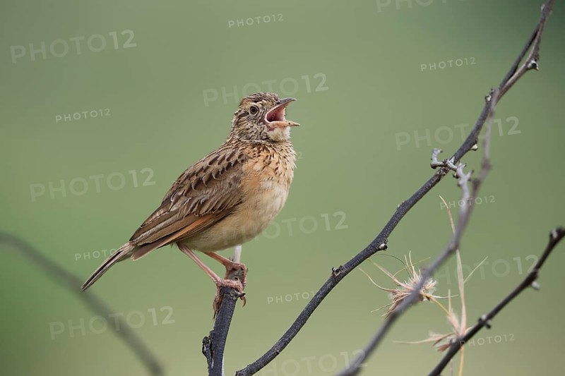 Bush Pipit (Anthus caffer), adult, on tree, on guard, singing, Pilanesberg National Park, North West Province, South Africa, Africa, Germany