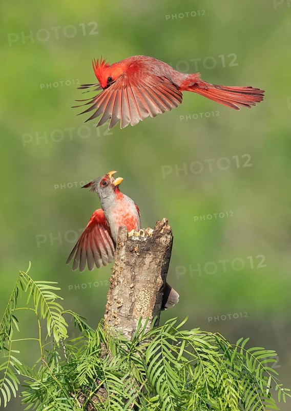 Northern Cardinal & Pyrrhuloxia (Cardinalis cardinalis & Cardinalis sinuatus) wrangling male, Texas, USA