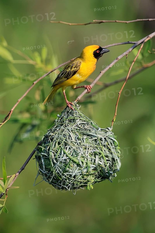 Masked Weaver (Ploceus velatus), adult, male, at the nest, alert, Pilanesberg National Park, North West Province, South Africa
