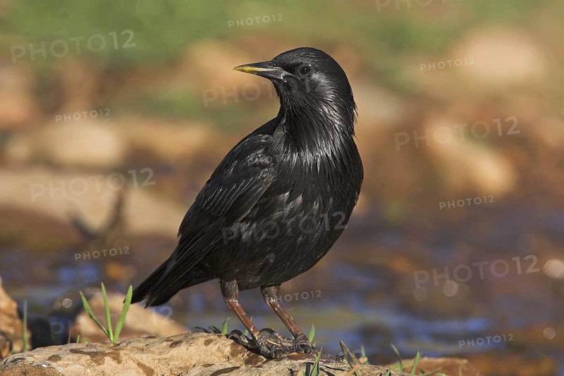 Spotless Starling (Sturnus unicolor), Extremadura, Spain
