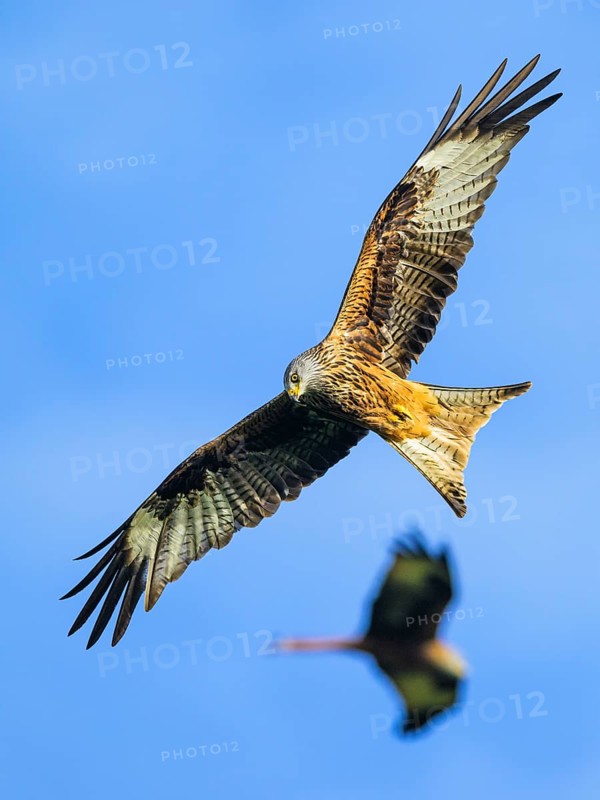 Red Kite, Milvus milvus, bird in flight
