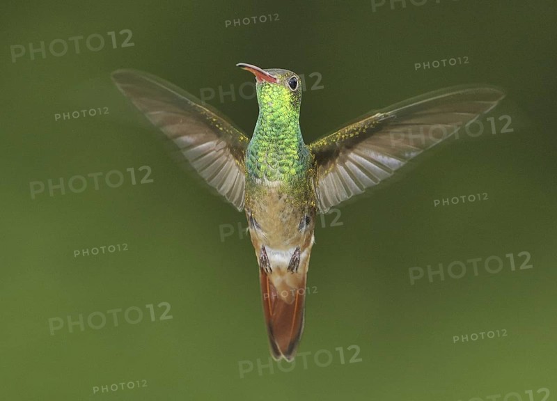 Buff-bellied Hummingbird (Amazilia yucatanensis), Texas, USA
