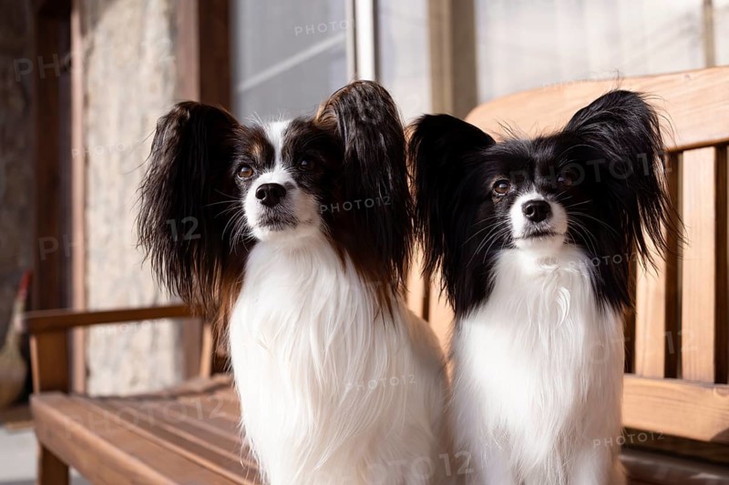 Two purebred Papillon dogs sit together on a wooden bench, surrounded by natural light and warmth outdoors. Their distinctive ears and elegant coats are prominently displayed