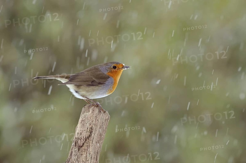 European Robin (Erithacus rubecula), Lower Saxony, Germany