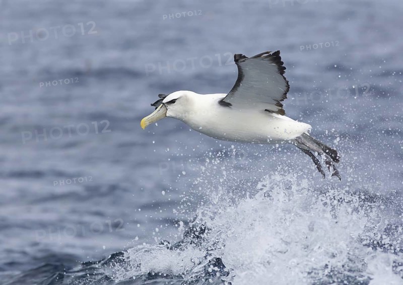 Shy Albatross (Thalassarche cauta) flying, Victoria, Australia