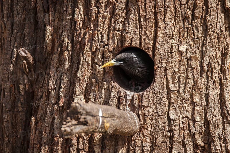 Spotless Starling (Sturnus unicolor), on nest, Castile-La Mancha, Spain