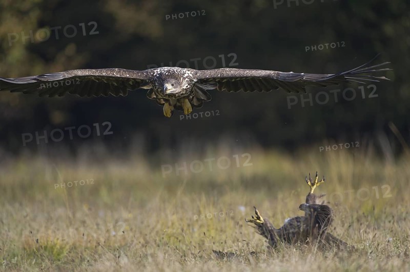 White-tailed Eagle (Haliaeetus albicilla) juvenile wrangling, Poland
