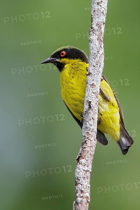 Yellow-bellied Dacnis (Dacnis flaviventer) perched on a branch in Manu National Park, Peru