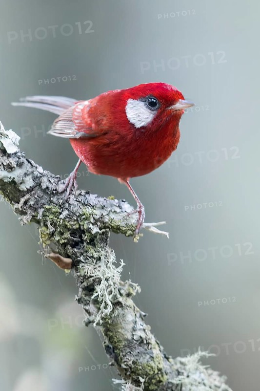 Red Warbler (Cardellina rubra) perched on a branch in Oaxaca, Mexico