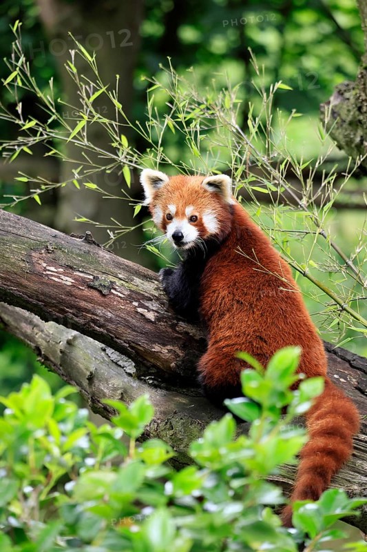 Western Red panda (Ailurus fulgens), adult, on tree trunk, Himalayas, Central Asia