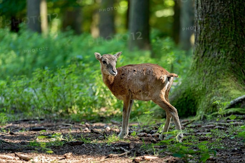 European mouflon (Ovis gmelini musimon), mouflon, young animal, standing in a sun-drenched forest on a moss-covered tree, surrounded by natural vegetation, Poing Wildlife Park, Upper Bavaria, Bavaria, Germany