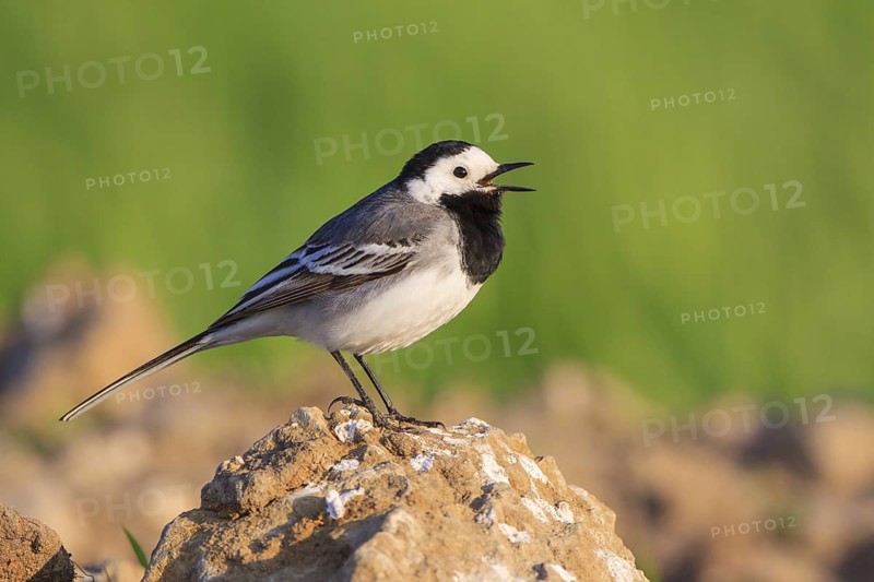 White Wagtail (Motacilla alba) singing, North Rhine-Westphalia, Germany