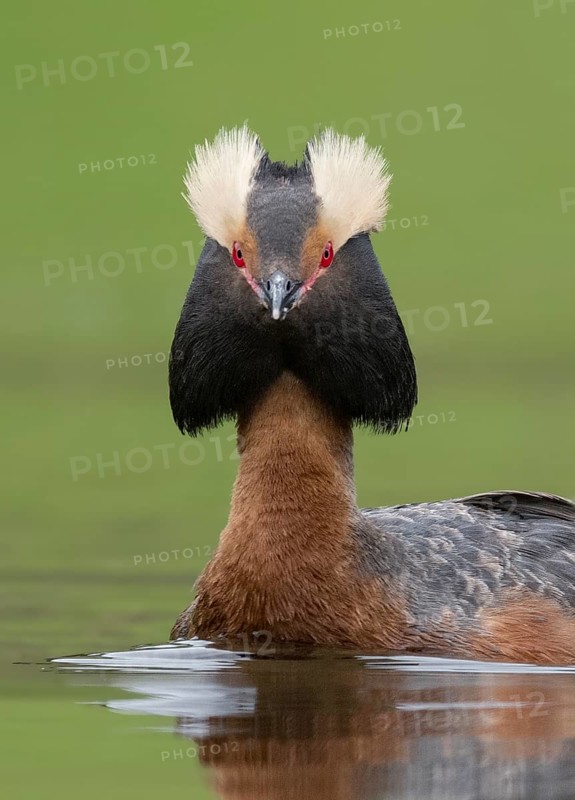 Horned Grebe (Podiceps auritus), British Columbia, Canada
