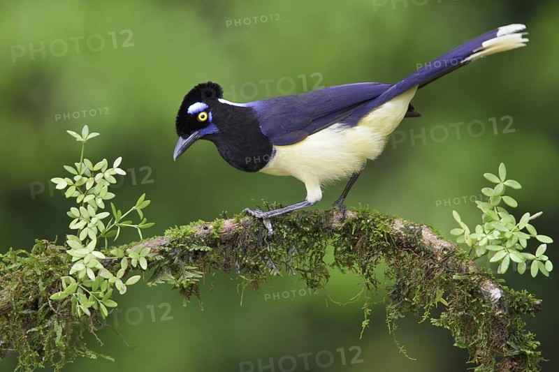 Plush-crested Jay (Cyanocorax chrysops) perched on a branch in Bolivia, South America