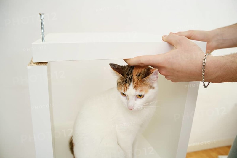 A cropped unrecognizable man assembles new furniture while a curious white and orange cat sits inside the incomplete structure, observing the process