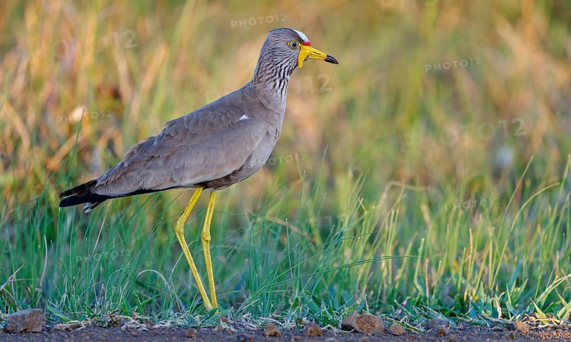 Senegal Lapwing, (Vanellus senegallus), Africa, South Africa, KwaZulu-Natal, Triele family, iSimangaliso Wetland Park, St Lucia