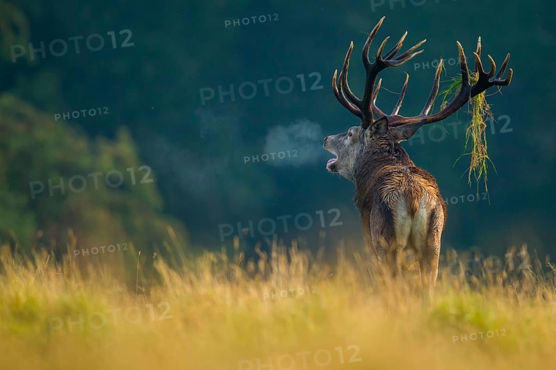 Red Deer (Cervus elaphus) stag roaring with visible breath, Denmark
