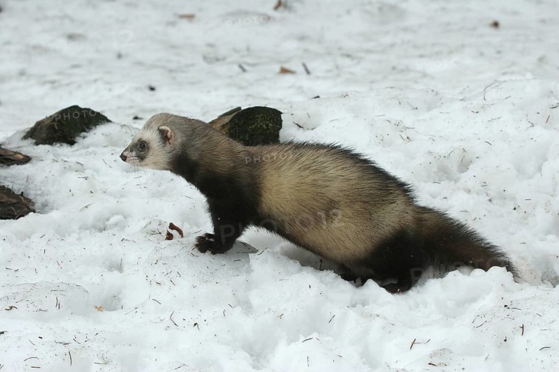 Ferret (Mustela putorius furo) in the snow, pet keeping, Allgäu, Bavaria, Germany