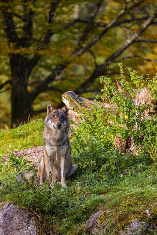 A Eurasian gray wolf (Canis lupus lupus) sits on top of a hill, next to a rotting tree lying on the ground