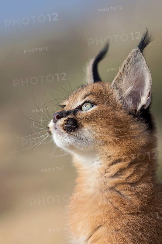Caracal (Caracal caracal) cub portrait, Castile-La Mancha, Spain