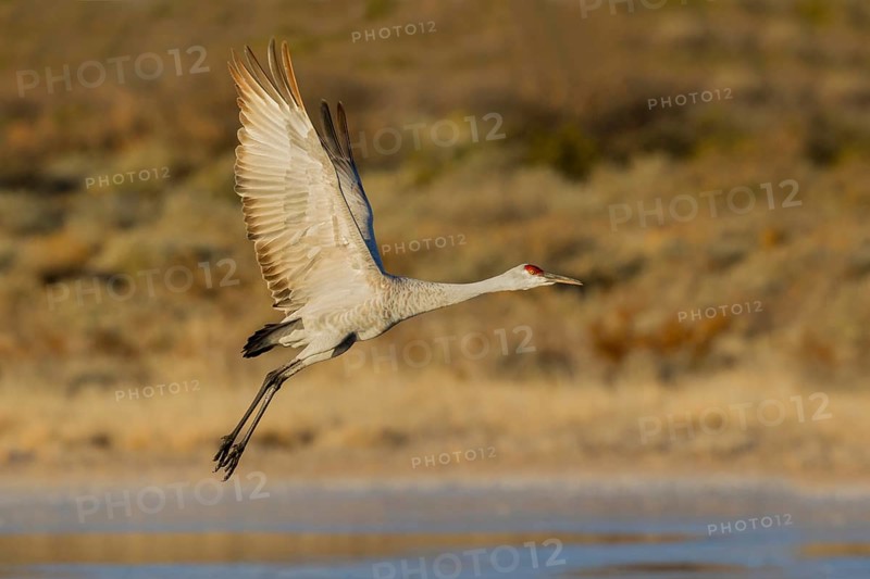 Sandhill Crane Grus canadensis tabida Bosque del Apache National Wildlife Refuge, New Mexico, United States 16 December Adult Greater Sandhill Crane in flight. Gruidae