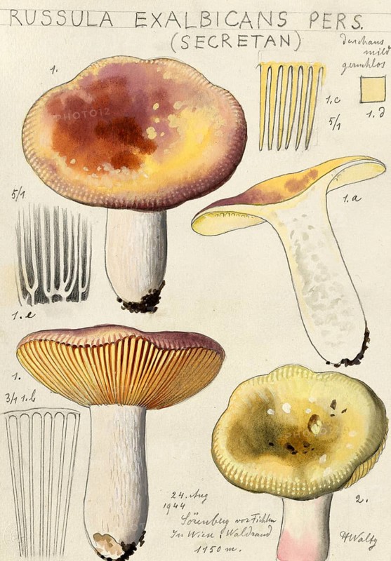 Mushroom, Mushrooms, Fading russula or Fading birch russula, Russula exalbicans, syn. Russula pulchella, authentic reproduction of an illustration by Hans Walty (1868-1948) from about 1915, historical