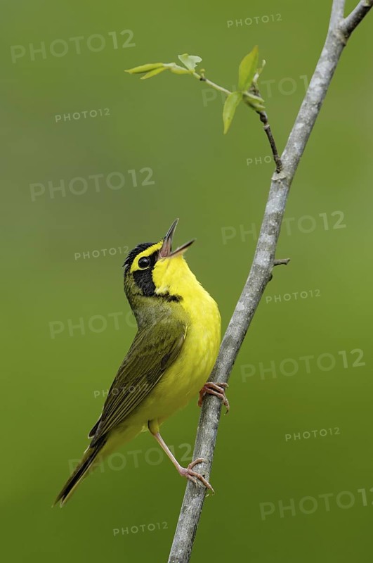 Kentucky Warbler (Geothlypis formosa) singing, Texas, USA
