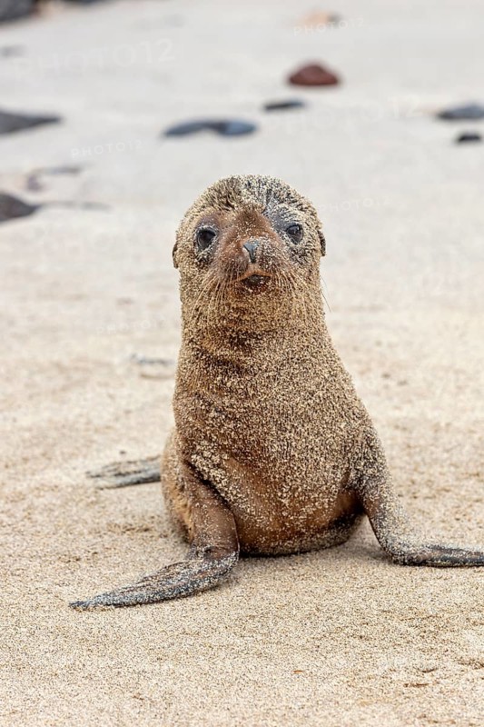 Sea lion pup (Zalophus wollebaeki), San Cristobal, Galapagos, Ecuador