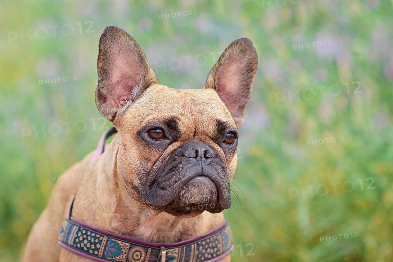 Portrait of fawn colored French Bulldog dog in front of blurry green nature background