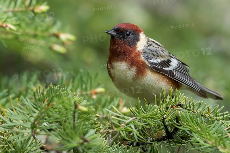 Bay-breasted Warbler (Dendroica castanea) perched on a branch in Ontario, Canada
