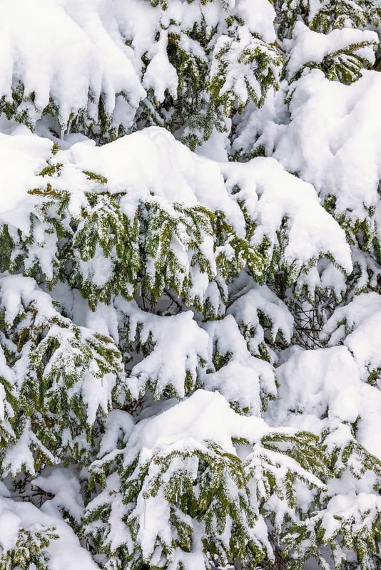 Snowy spruce branches in a forest at winter. Sweden
