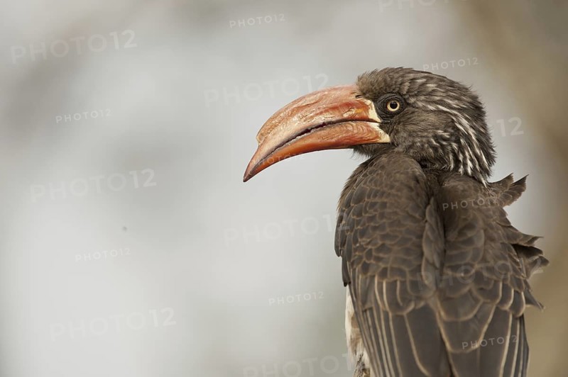 Crowned Hornbill (Lophoceros alboterminatus), South Africa