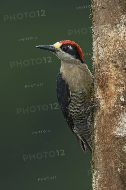 Black-cheeked Woodpecker (Melanerpes pucherani), Costa Rica