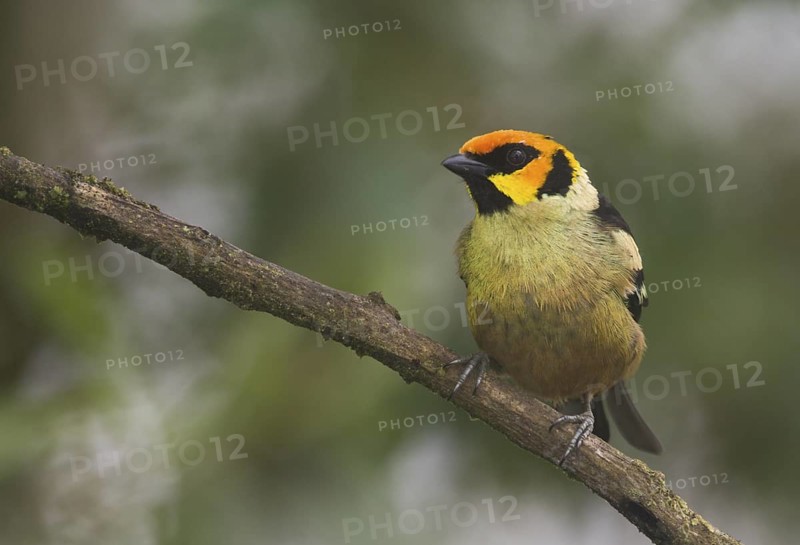 Flame-faced Tanager (Tangara parzudakii), Pichincha, Ecuador