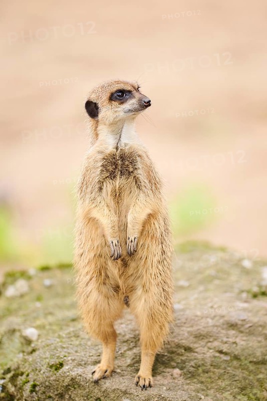Meerkat (Suricata suricatta) standing on its hind feet, Bavaria, Germany Europe