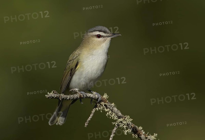 Red-eyed Vireo (Vireo olivaceus), Minnesota, USA