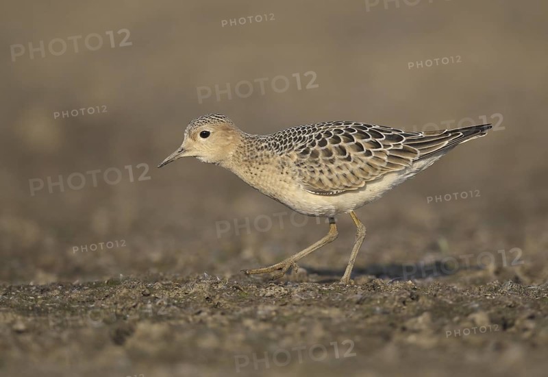 Buff-breasted Sandpiper (Calidris subruficollis), Ohio, USA