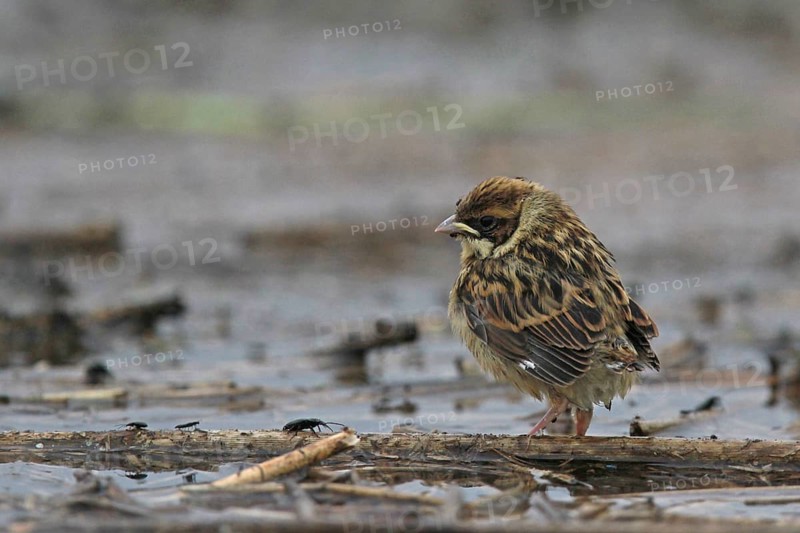 Common Reed Bunting (Emberiza schoeniclus) juvenile, Lower Saxony, Germany