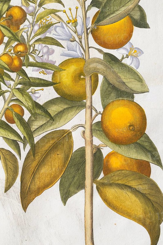 Bitter orange and orange with blossoms, hand-coloured copperplate engraving by Basilius Besler, from Hortus Eystettensis, 1613