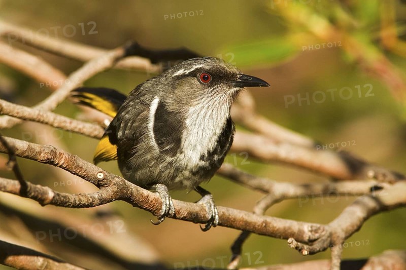 Crescent Honeyeater (Phylidonyris pyrrhopterus), Tasmania, Australia