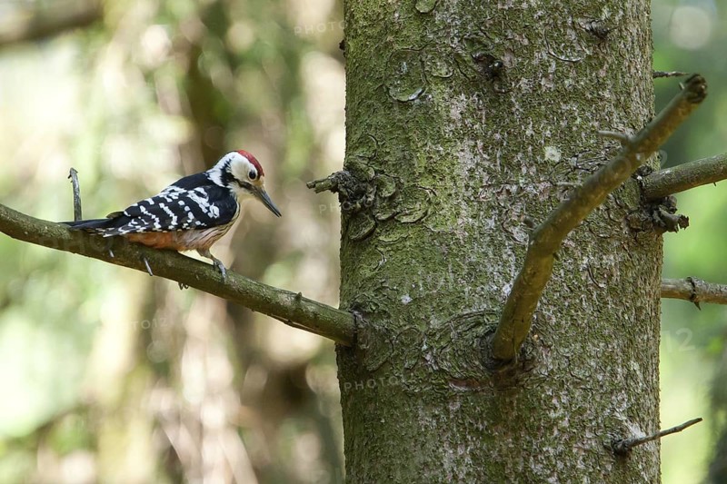 White-Backed Woodpecker (Dendrocopos leucotos) male perched on a branch, Baden-Wuerttemberg, Germany