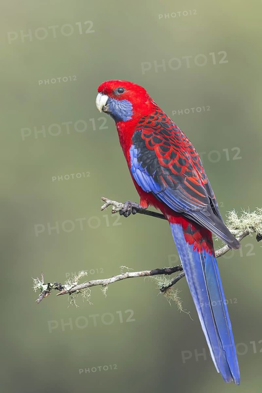 Crimson Rosella (Platycercus elegans) perched on a branch in eastern Australia