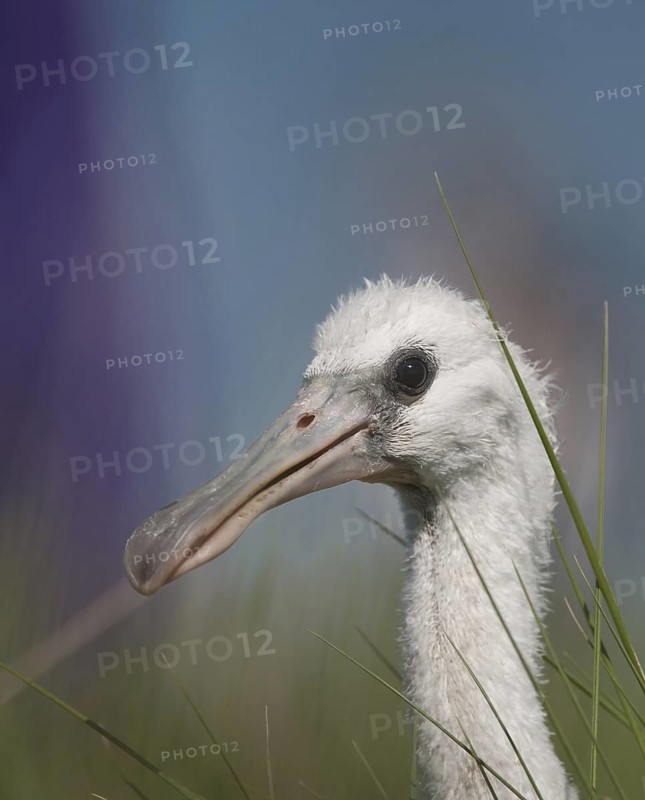 Eurasian Spoonbill (Platalea leucorodia) juvenile, Schleswig-Holstein, Germany