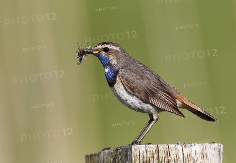Bluethroat (Luscinia svecica cyanecula) male, Schleswig-Holstein, Germany