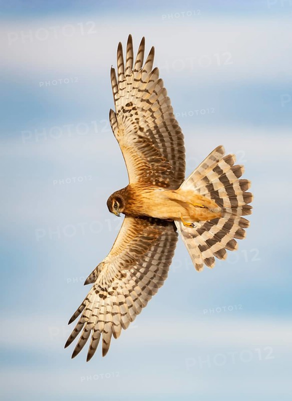 Northern Harrier (Circus hudsonius) flying, Texas, USA