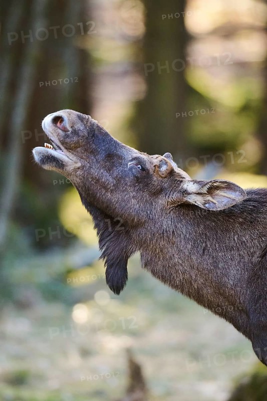 Elk (Alces alces) portrait in a forest, Bavaria, Germany