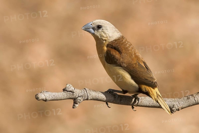 Yellow-rumped Mannikin (Lonchura flaviprymna), Western Australia, Australia